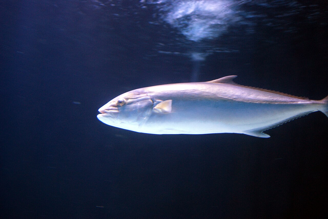 Antalya Aquarium — Fisch im Hauptbecken